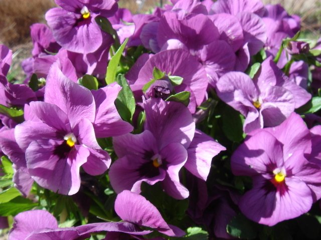 Viola hybride 'Panola rose lavande a macules'
